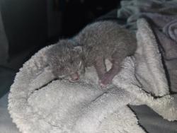 Shelter Stray Male Cat last seen Near block of Daniel Rd, Knox County GP, TN, 3201 Division St, Knoxville, TN 37919, USA
