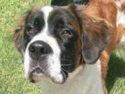 Shelter Stray Female Dog last seen Near blk CR 248, Williamson County, TX, 1855 SE Inner Loop, Georgetown, TX 78626, USA
