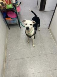 Shelter Stray Male Dog last seen Near e california pkwy- FH, FOREST HILL, TX, 3961 Bluebell Dr, Everman, TX 76140, USA