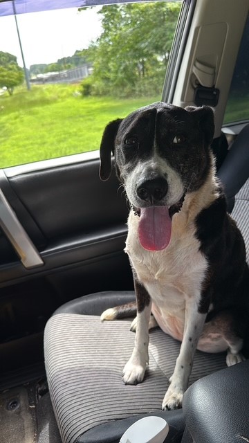 Shelter Stray Female Dog last seen Near Horseshoe Dr, County/Unicorporated, NC, 1491 Business Park Ct, Gastonia, NC 28052, USA