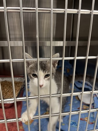 Shelter Stray Male Cat last seen Near Jonesboro RD, Union City, GA, 1251 Fulton Industrial Blvd NW, Atlanta, GA 30336, USA