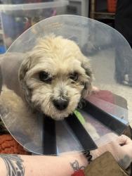 Shelter Stray Female Dog last seen Belair Ave and Edison, 21213, MD, 301 Stockholm St, Baltimore, MD 21230, USA