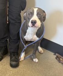 Shelter Stray Male Dog last seen , , OH, 9203 Detroit Ave, Cleveland, OH 44102, USA