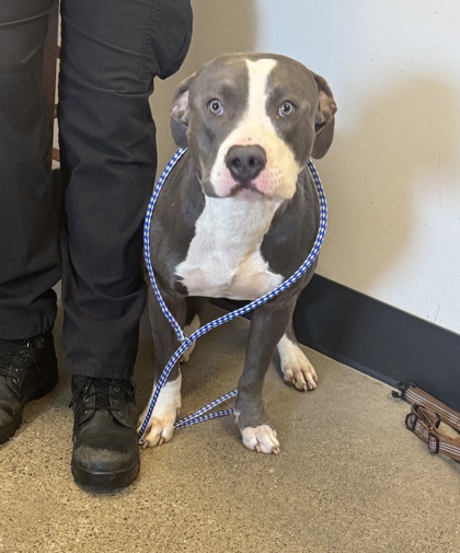 Shelter Stray Male Dog last seen , , OH, 9203 Detroit Ave, Cleveland, OH 44102, USA