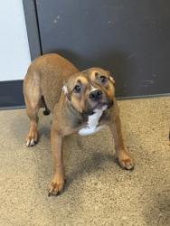 Shelter Stray Female Dog last seen , , OH, 9203 Detroit Ave, Cleveland, OH 44102, USA