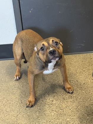 Shelter Stray Female Dog last seen , , OH, 9203 Detroit Ave, Cleveland, OH 44102, USA