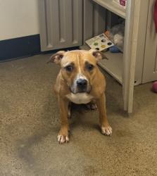 Shelter Stray Female Dog last seen , , OH, 9203 Detroit Ave, Cleveland, OH 44102, USA
