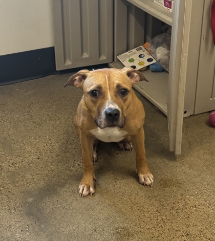 Shelter Stray Female Dog last seen , , OH, 9203 Detroit Ave, Cleveland, OH 44102, USA