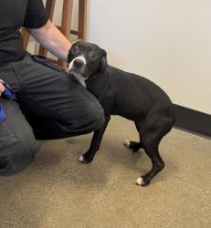 Shelter Stray Female Dog last seen , , OH, 9203 Detroit Ave, Cleveland, OH 44102, USA