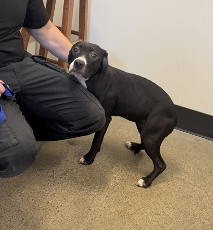Shelter Stray Female Dog last seen , , OH, 9203 Detroit Ave, Cleveland, OH 44102, USA