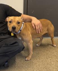 Shelter Stray Female Dog last seen , , OH, 9203 Detroit Ave, Cleveland, OH 44102, USA