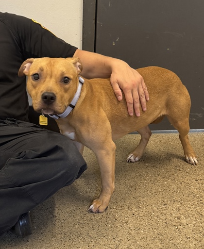 Shelter Stray Female Dog last seen , , OH, 9203 Detroit Ave, Cleveland, OH 44102, USA