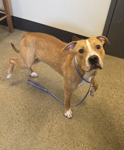 Shelter Stray Unknown Dog last seen , , OH, 9203 Detroit Ave, Cleveland, OH 44102, USA