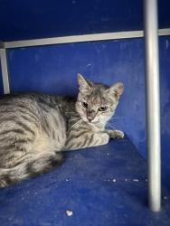 Shelter Stray Female Cat last seen Near Niagara St, City of Eau Claire, WI, 3900 Old Town Hall Rd, Eau Claire, WI 54701, USA