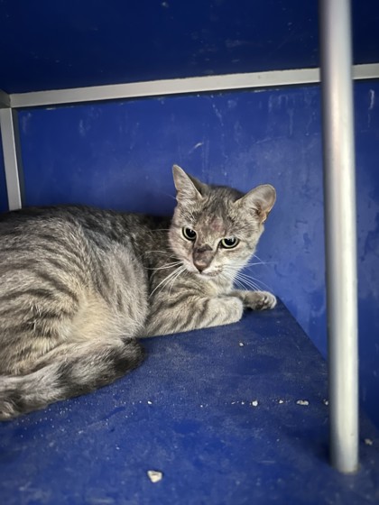 Shelter Stray Female Cat last seen Near Niagara St, City of Eau Claire, WI, 3900 Old Town Hall Rd, Eau Claire, WI 54701, USA