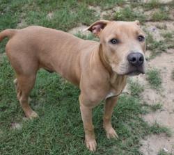 Shelter Stray Male Dog last seen Annapolis St, Hernando, FL, 4030 S Airport Rd, Inverness, FL 34450, USA