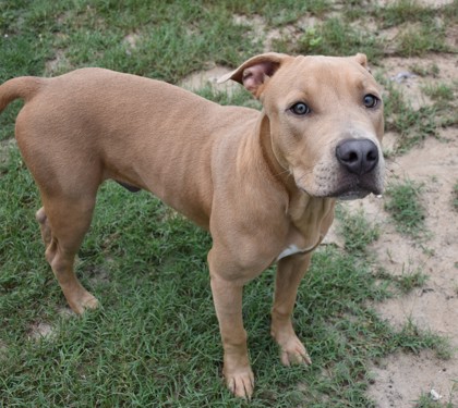 Shelter Stray Male Dog last seen Annapolis St, Hernando, FL, 4030 S Airport Rd, Inverness, FL 34450, USA