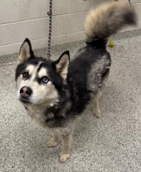 Shelter Stray Male Dog last seen Agnes Ave & E 12th St, KCMO, 64127, 64127, KS, 7077 Elmwood Ave, Kansas City, MO 64132, USA