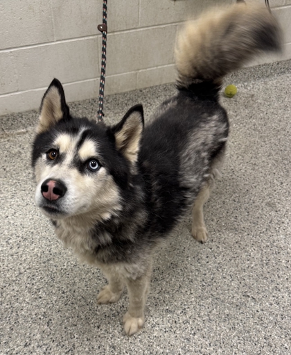 Shelter Stray Male Dog last seen Agnes Ave & E 12th St, KCMO, 64127, 64127, KS, 7077 Elmwood Ave, Kansas City, MO 64132, USA