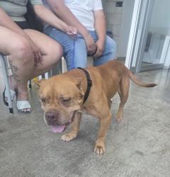 Shelter Stray Male Dog last seen Angle Ave and Old Decatur, North District, TX, 355 Hillshire Dr, Haslet, TX 76052, USA