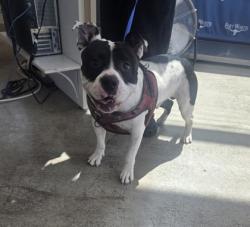 Shelter Stray Male Dog last seen Near Basswood Blvd, North District, TX, 355 Hillshire Dr, Haslet, TX 76052, USA