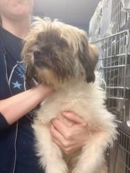 Shelter Stray Male Dog last seen Near Briarwood Rd NE, 30329, GA, 3280 Chamblee Dunwoody Rd, Chamblee, GA 30341, USA