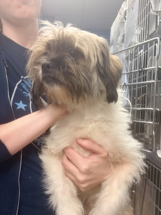 Shelter Stray Male Dog last seen Near Briarwood Rd NE, 30329, GA, 3280 Chamblee Dunwoody Rd, Chamblee, GA 30341, USA