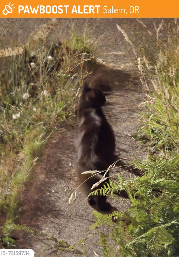 Found/Stray Unknown Cat last seen Sunnyview, Icabod,Sleepy Hollow, Salem, OR 97305