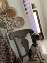 Reunited Female Dog last seen Sutton Crest Dr, Tomball, TX 77375