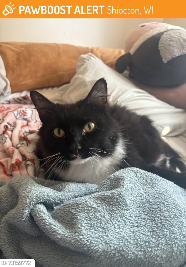 Found/Stray Female Cat last seen Shiocton, Wi, Shiocton, WI 54170