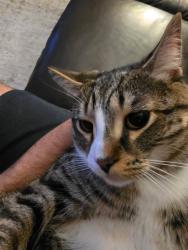 Reunited Male Cat last seen Near Chem. du Souvenir, Laval, QC H7W 1A9, Laval, QC H7W 1A9