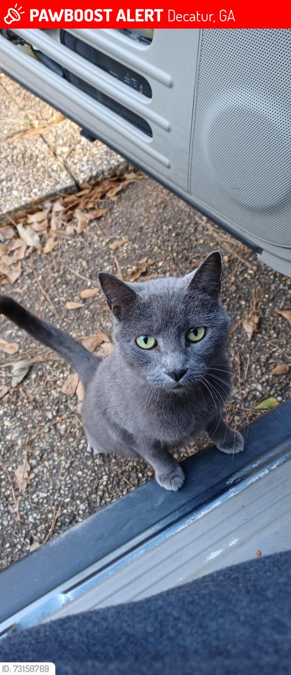 Lost Female Cat last seen Midway Road, Decatur, GA 30032