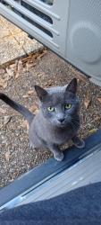 Lost Female Cat last seen Midway Road, Decatur, GA 30032