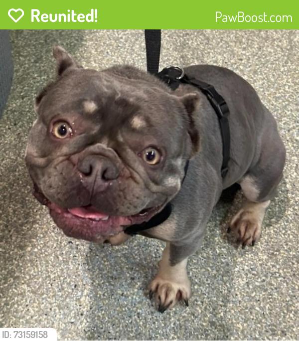 Reunited Male Dog last seen San Dimas Ave, 6th St., San Dimas, CA 91773