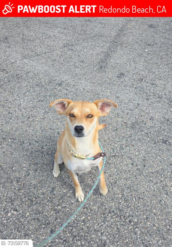 Lost Female Dog last seen 190th and Harkness in Redondo Beach, Redondo Beach, CA 90277