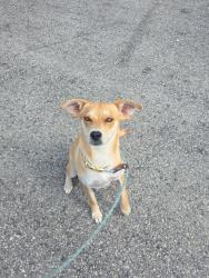 Lost Female Dog last seen 190th and Harkness in Redondo Beach, Redondo Beach, CA 90277