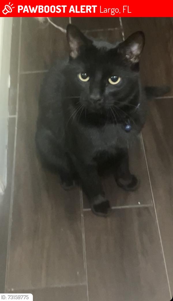 Lost Male Cat last seen hse, Largo, FL 33774