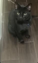 Lost Male Cat last seen hse, Largo, FL 33774