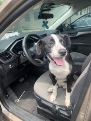 Found/Stray Female Dog last seen Fairdale and Bloomdale, San Antonio, TX 78218