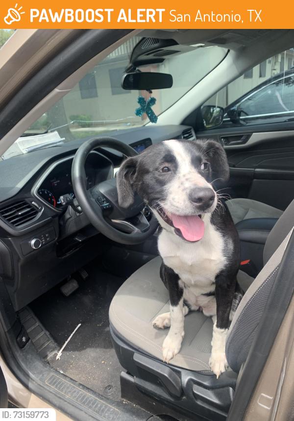 Found/Stray Female Dog last seen Fairdale and Bloomdale, San Antonio, TX 78218