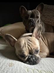 Lost Male Dog last seen Long Beach & Compton, Los Angeles, CA 90011