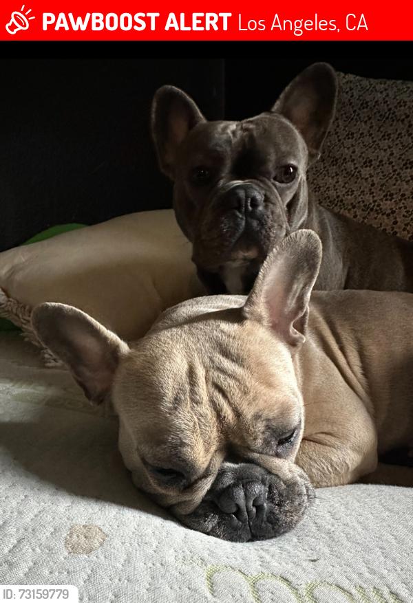 Lost Male Dog last seen Long Beach & Compton, Los Angeles, CA 90011