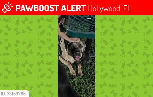 Lost Male Dog last seen Atlanta street, Hollywood, FL 33024