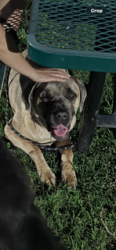 Lost Male Dog last seen Atlanta street, Hollywood, FL 33024