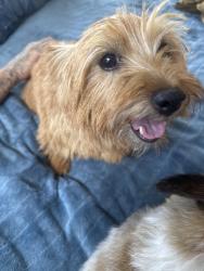 Reunited Female Dog last seen Langner Ave, Between Millbrae & Scenic, Santa Rosa, CA 95407