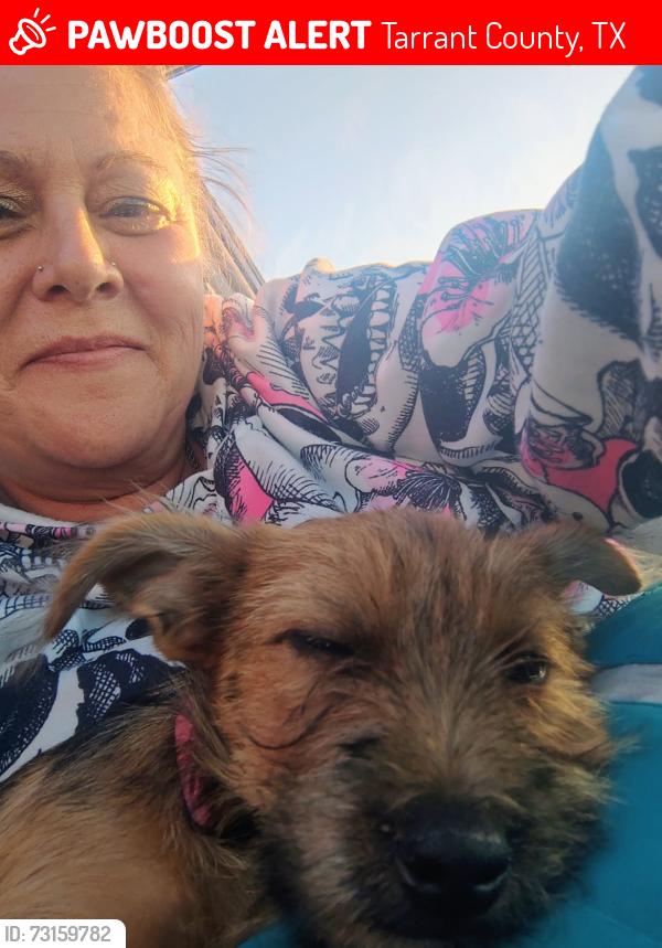 Lost Female Dog last seen Oak grove rd, Tarrant County, TX 76028