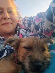 Lost Female Dog last seen Oak grove rd, Tarrant County, TX 76028