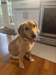 Found/Stray Female Dog last seen Someone's doorstep who lives on Spencer Mountain, Spencer Mountain, NC 28056