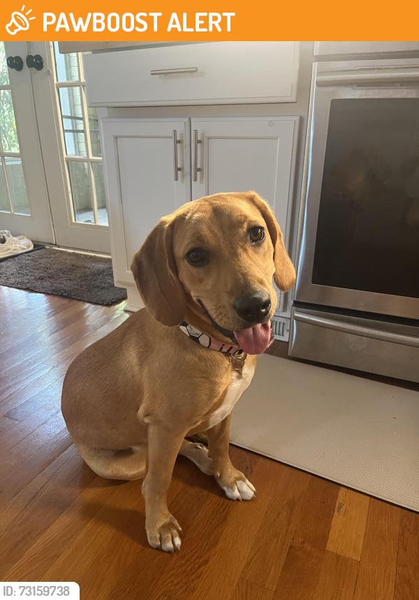 Found/Stray Female Dog last seen Someone's doorstep who lives on Spencer Mountain, Spencer Mountain, NC 28056