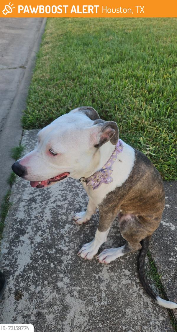 Found/Stray Female Dog last seen Dow park, glenvalley Neighborhood, wilmerdean st., Houston, TX 77033